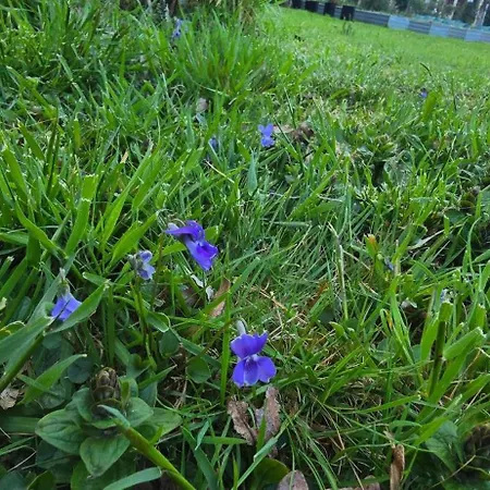 Accesible Countryside Retreat With Private Garden And Modern Facilities Pensjonat Chassenon