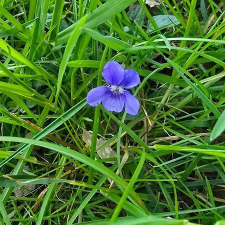 Accesible Countryside Retreat With Private Garden And Modern Facilities Pensjonat 4*