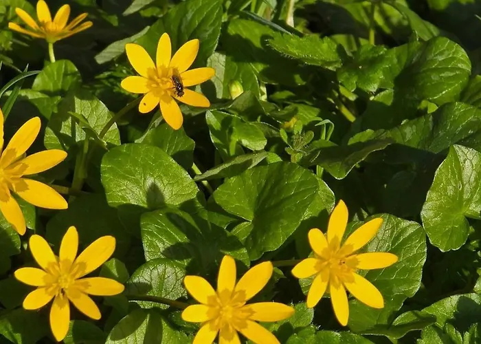 Gæstehus Accesible Countryside Retreat With Private Garden And Modern Facilities