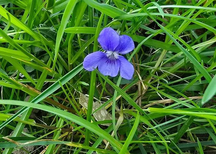 Accesible Countryside Retreat With Private Garden And Modern Facilities Gæstehus 4*